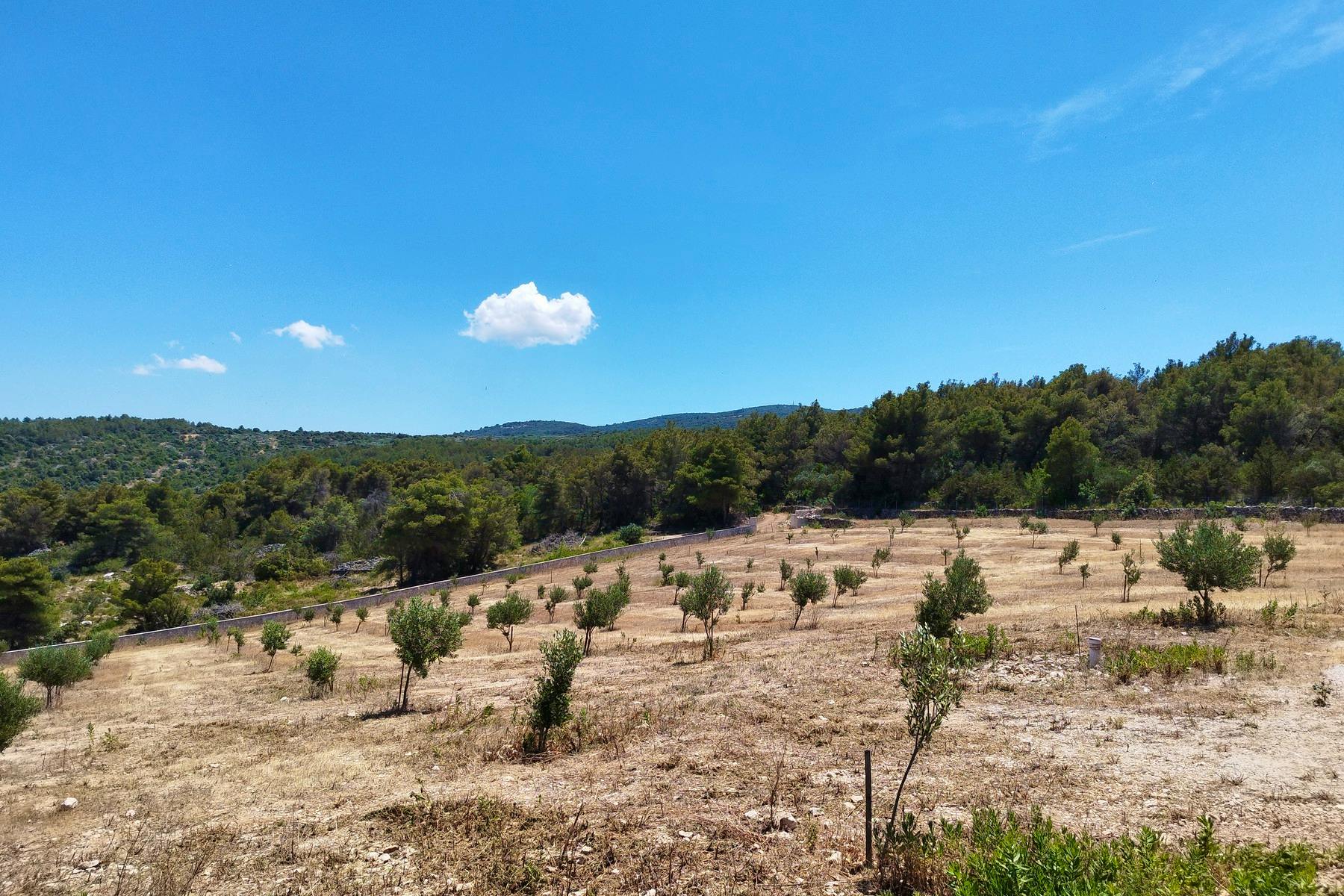 Spacious plot with an olive grove on Brač