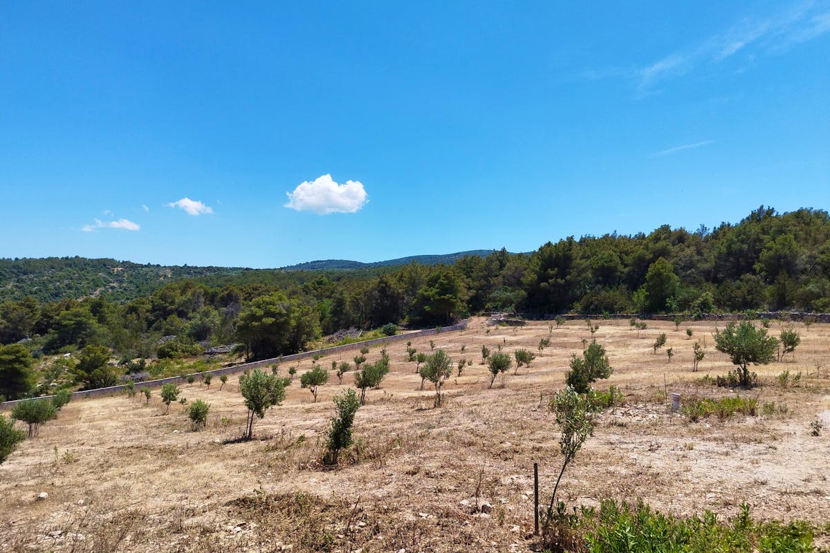 Spacious plot with an olive grove on Brač