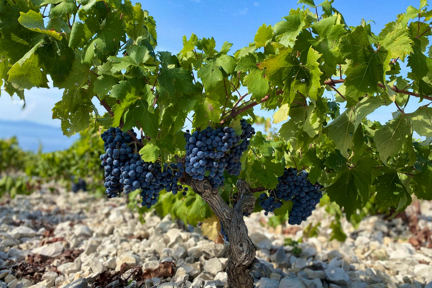 Plavac mali grape variety